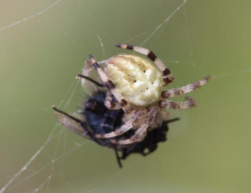 Araneus quadratus